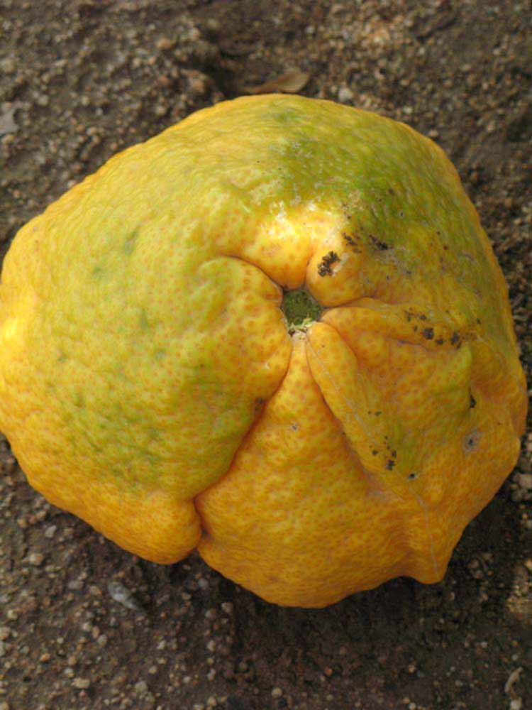            Fruit (Riverside, CA)   